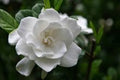 Frost Proof Gardenia Shrub 1 Gallon U14910