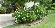 Frost Proof Gardenia Shrub 1 Gallon U14910