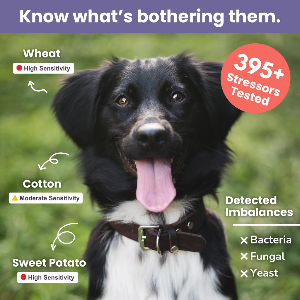 Pet Intolerance Test Dogs & Cats D86529