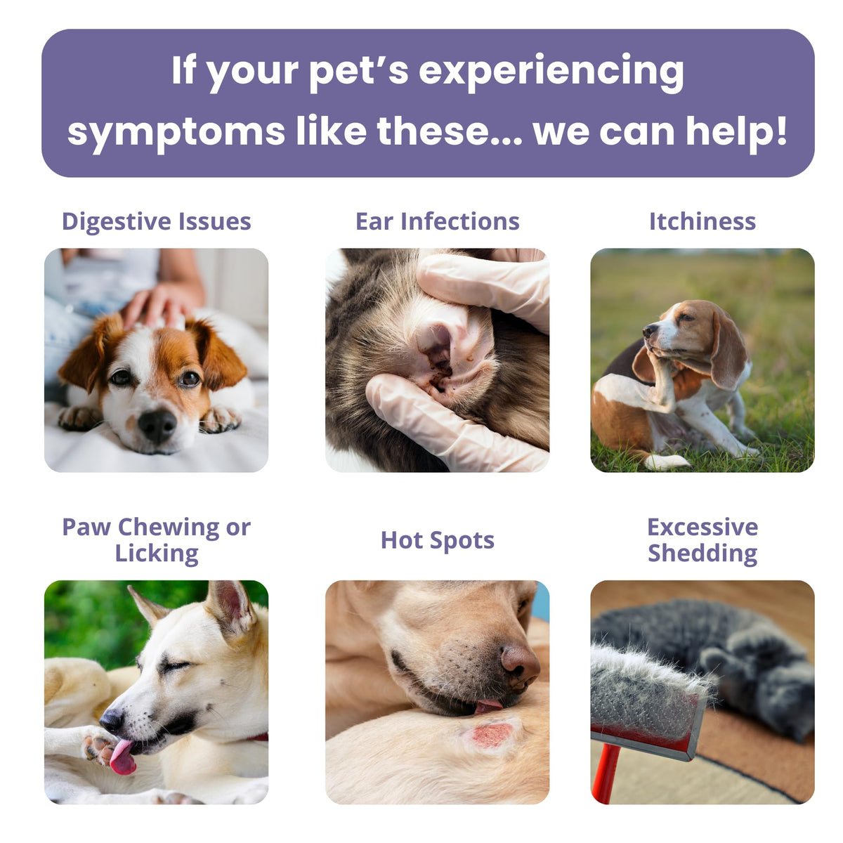Pet Intolerance Test Dogs & Cats D86529