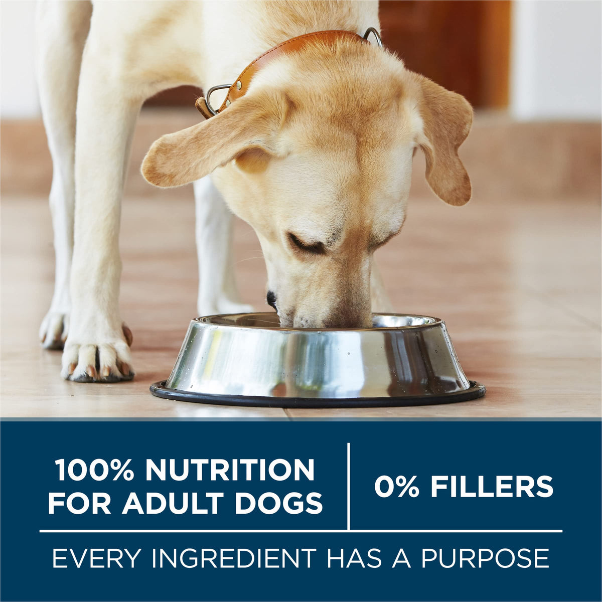 Adult Large Breed Dry Dog Food Chicken 40 lb Bag P62381